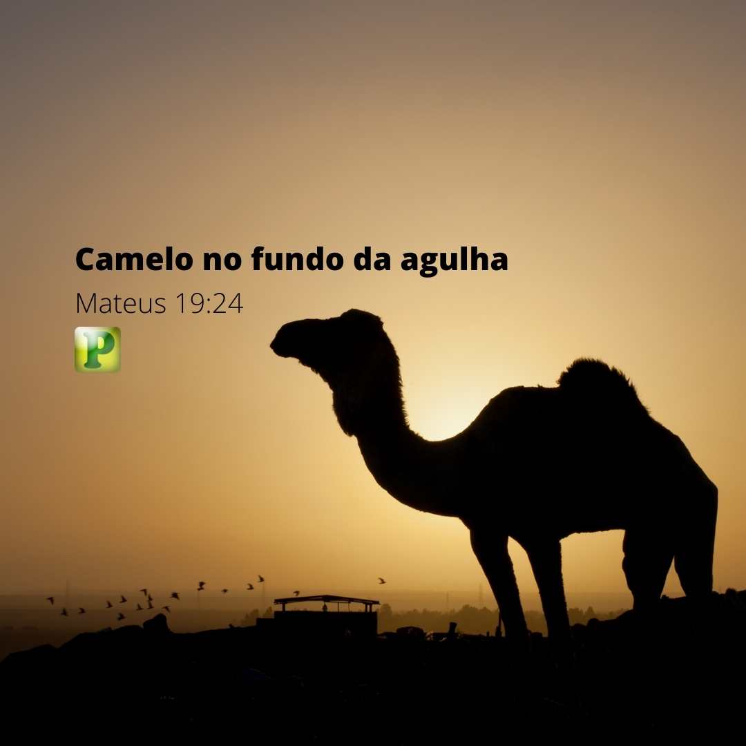 Mateus Camelo No Fundo Da Agulha Mp Esbo O De Prega O