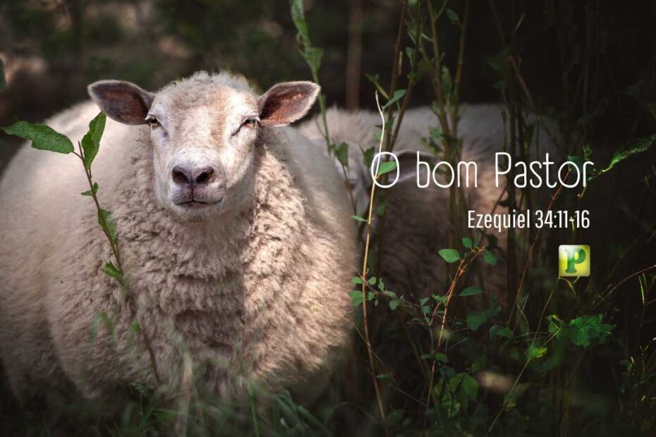 O bom Pastor - Ezequiel 34:11-16