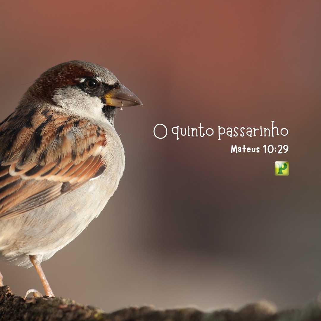 O quinto passarinho - Mateus 10:29